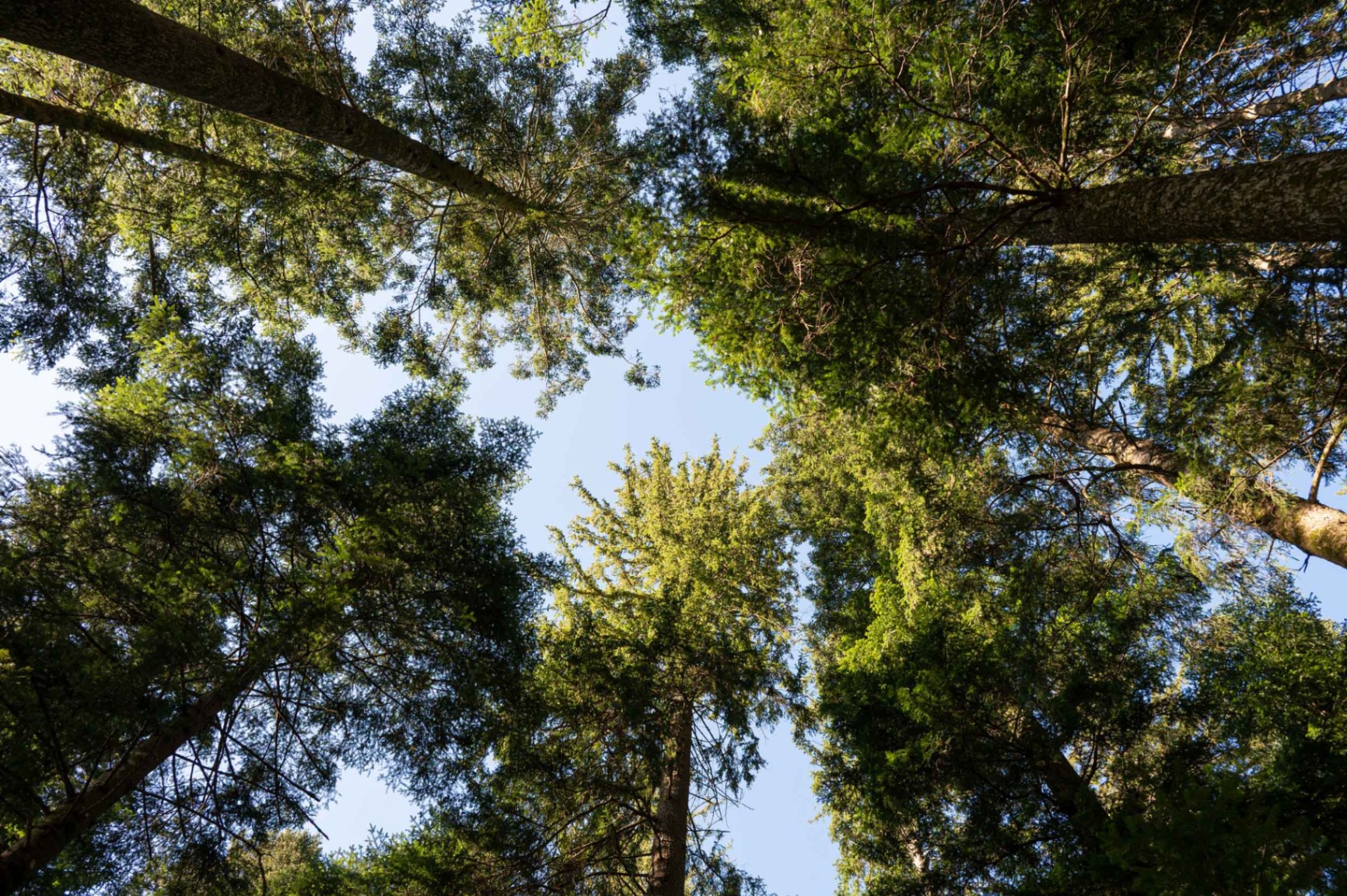 Baumkronen im Schweizer Wald, Blick nach oben in den Himmel