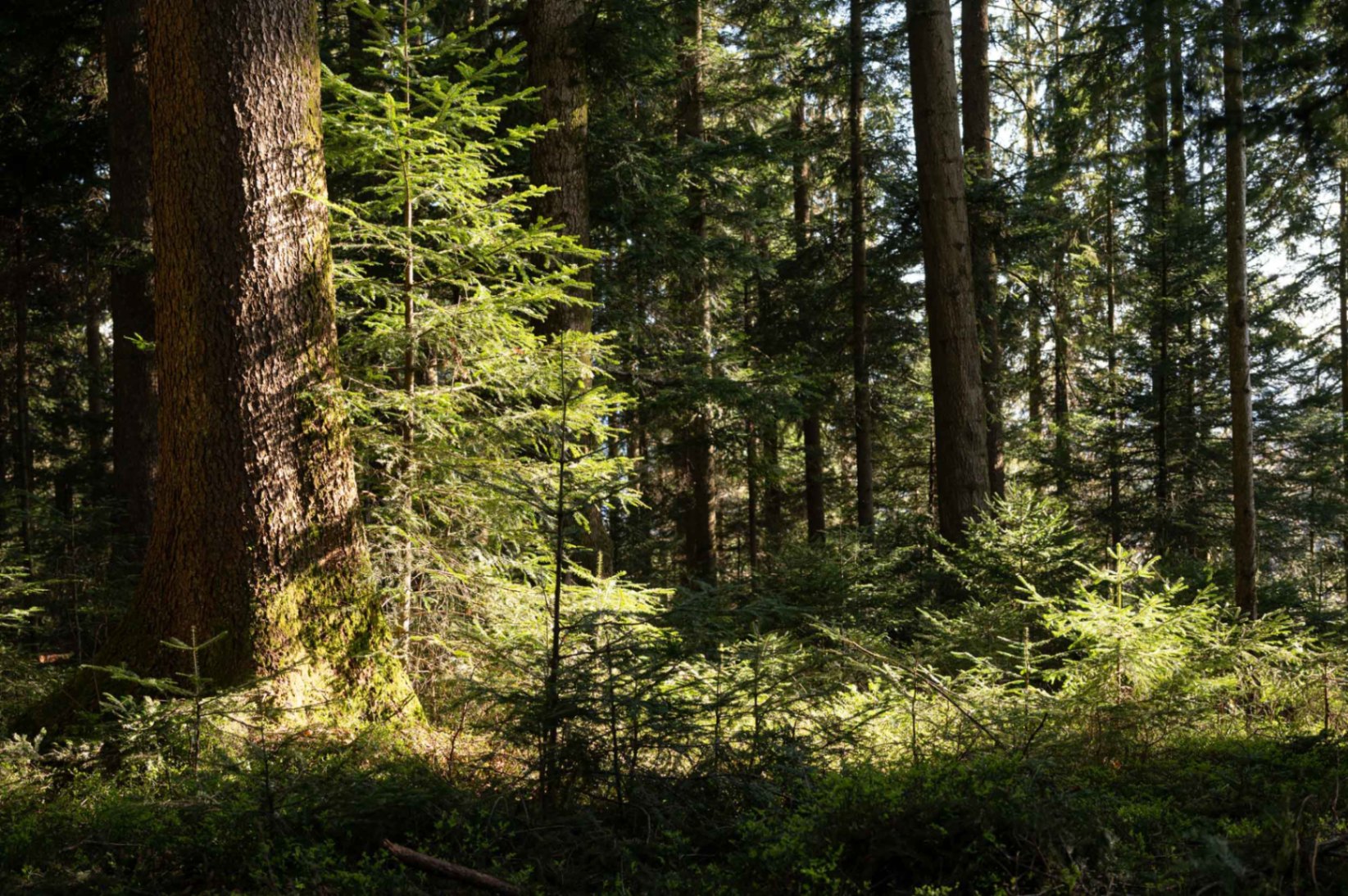 Schweizer Mischwald mit Sonnenlicht
