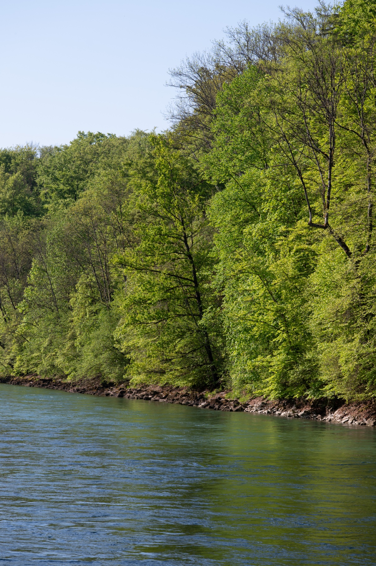Frühlingshafter Laubwald am Ufer der Aare