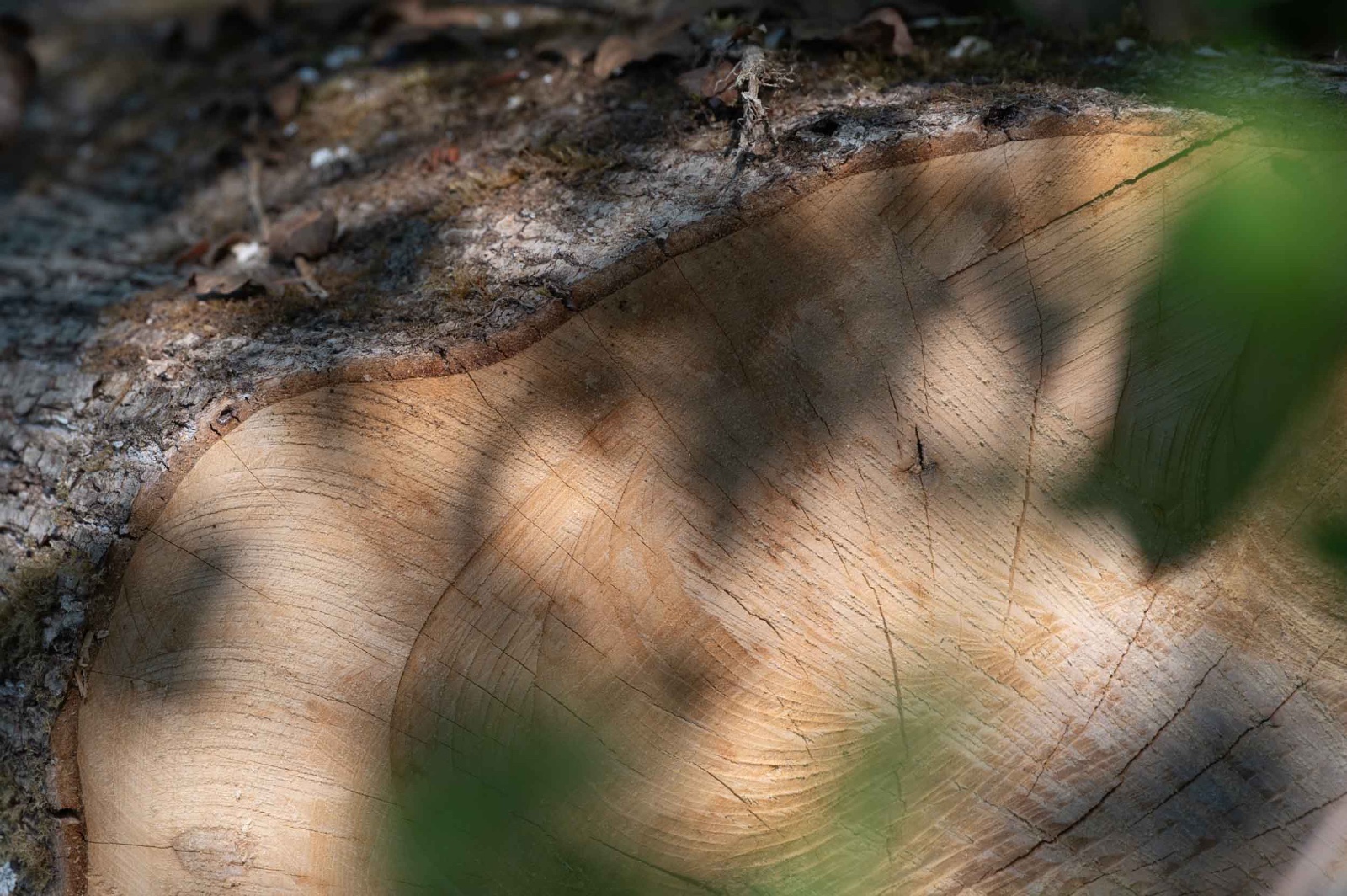 Querschnitt eines frisch gefällten Baumstamms im Streiflicht
