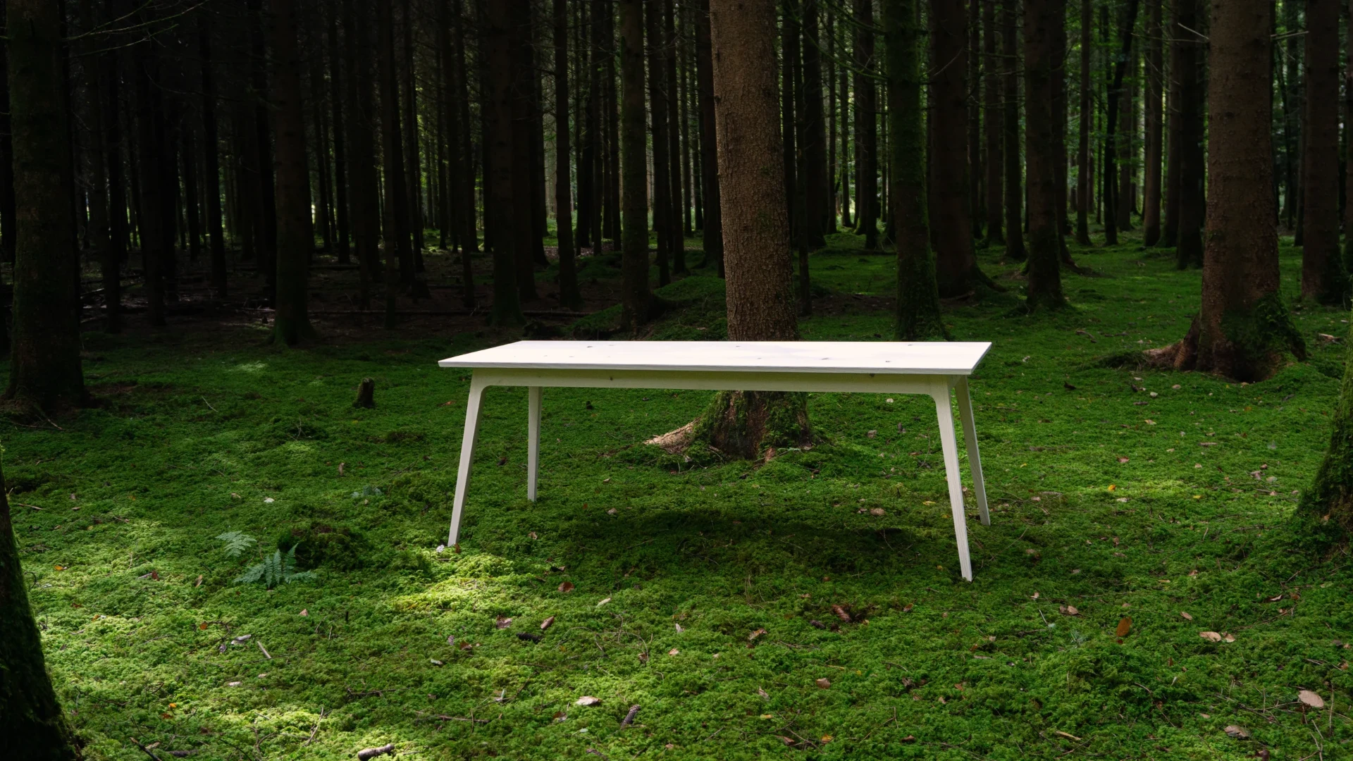 Der DRTISCH frei im moosigen Schweizer Wald
