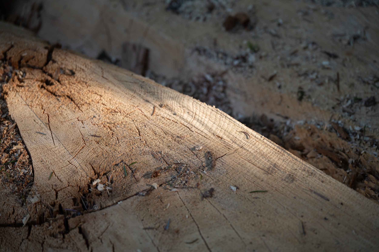 Angeschnittener Baumstamm mit Sägespänen auf dem Waldboden