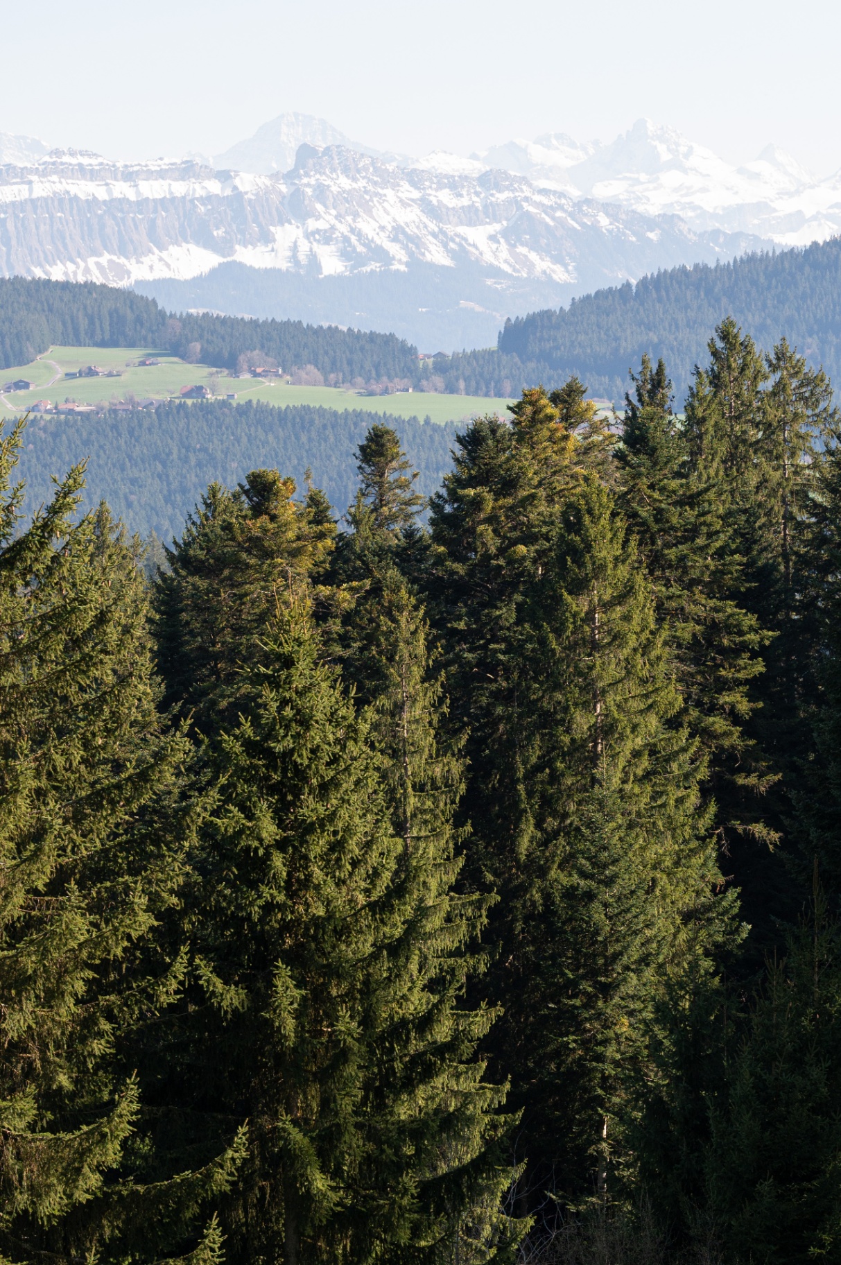 Nadelwald im Emmental mit Blick auf die schneebedeckten Berner Alpen